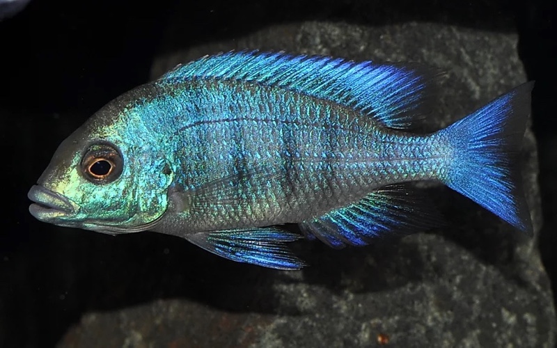 Placidochromis sp. 'phenochilus gissel' Gome